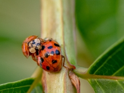 two lady bug beetles on plant stem