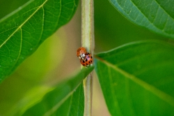 two lady bug beetles on plant stem photo