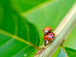 two lady bug beetles on plant stem photo