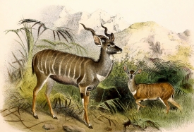 two lesser kudu antelopes color illustration