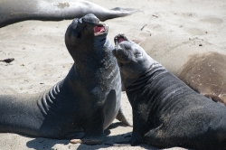 two male elephant seals challenging piedras blancas