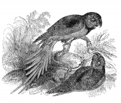 two parrakeets engraved bird illustration
