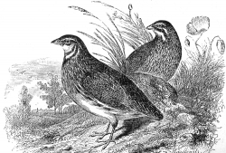 two partridge birds engraved illustration