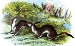 Two Playful Weasels Color Illustration