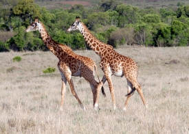 two reticulated giraffes running in grasslands of kenya