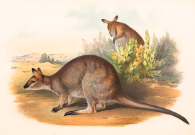 Two Rufous necked Wallaby color illustration