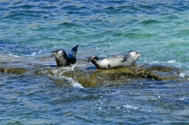 two seals on rocks close to shore in la jolla california