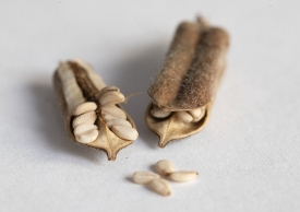 two Sesame seeds in their capsule