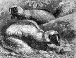 two skunks animal historical illustration