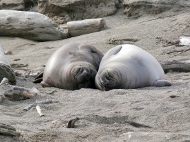 Two sleepy weaned elepant sea pups on beach