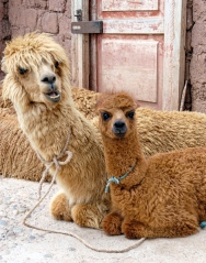 two small llamas sitting peru 002