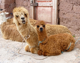 two small llamas sitting peru 003