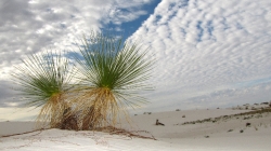 two Soaptree Yucca white sands new mexico