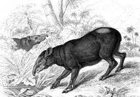 two tapirs snouts to the ground in search of food illlustration