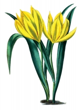 two tulip flower illustration