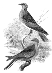 two turtle dove engraved bird illustration