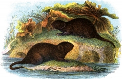 Two Water Voles Color Illustration