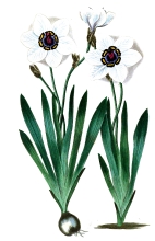 two white flowers and bulb illustration