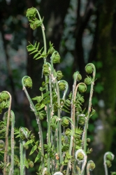 uncurling of fern frond 