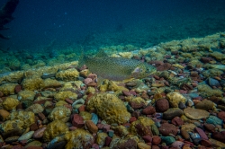 underwater photo of cutrhroat trout