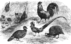 variety of chickens engraved bird illustration