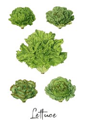 variety of green lettuce illustration clipart