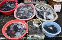 Various Fresh Seafood In Buckets At Market In China Photo Image