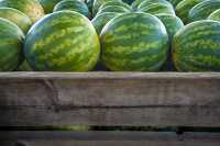 Varvested watermelon in wooden crates