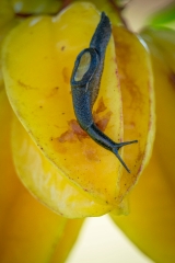 very small brown parmarion slug crawls on fruit