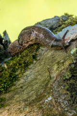 very small brown parmarion slug on rock