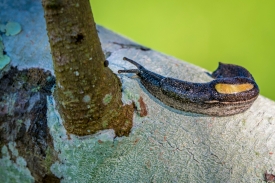 very small brown parmarion slug on tree branch