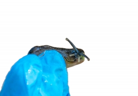 very small brown parmarion slug on trip of blue glove