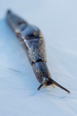 very small brown parmarion slug on white background