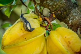 very small brown parmarion slug yellow fruit