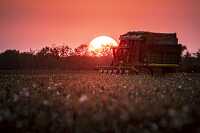 view of cotton field with harvester at sunset