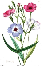 viscaria flower illustration