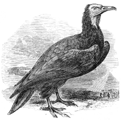 vulture bird illustration