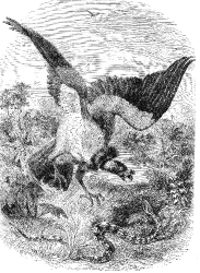 vulture bird illustration
