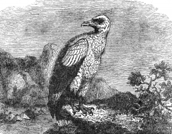 vulture hawk bird illustration