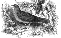 warbler engraved bird illustration