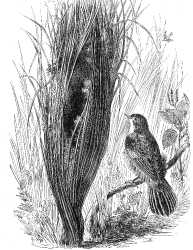warbler engraved bird illustration
