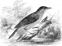 warbler-engraved bird illustration