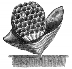 Wasp Nest Illustration