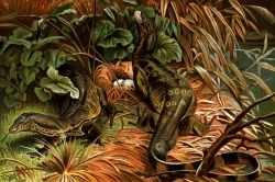 water monitor color historic illustration