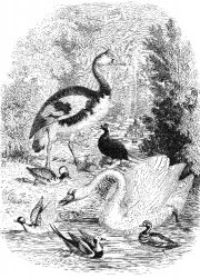 waterfowl bird illustration