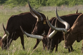 Watusi cattle in a pasture