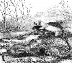 weasel ermines attack rabbit illustration