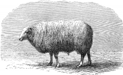 welsh breed sheep illustration