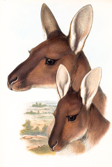West Australian Great Kangaroo color illustration