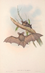 Western Nyctopbilus bat color illustration